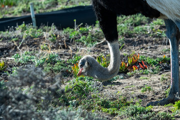 black and proud ostrich slowly nibbling grass