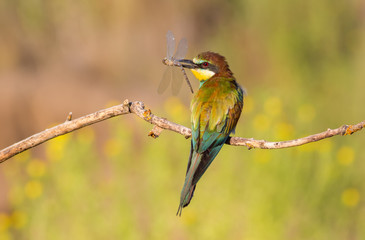 Bee-eater, Merops apiaster. The most colorful bird of Eurasia. Bird caught prey