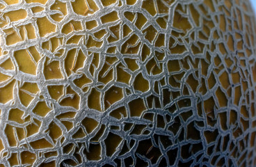 Extreme macro close up of a whole cantaloupe melon