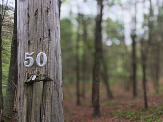 50 number on telephone Power pole left birthday