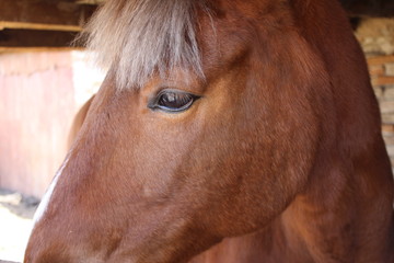 Eye of a brown horse close up.