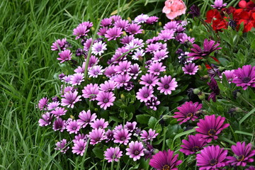Fototapeta premium Hermoso grupo de flores violetas sembradas en un jardín enmarcado en la hierba.