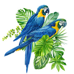 composition with beautiful blue parrots  and tropical plants, green leaves, jungle design on an isolated white background, watercolor hand drawing