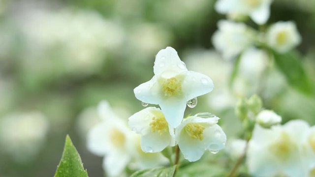 Rain drops on beautiful white blooming Jasmine, buds, blooming Philadelphus flowers or Mock orange. Close up, nature, selective focus, shallow depts of the field