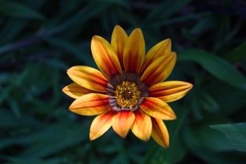 orange flower with yellow center