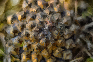 Figure pine cones. Digital picture. Close-up.