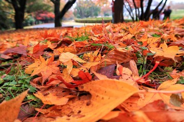 Autumn Season Foliage Scenery 004
