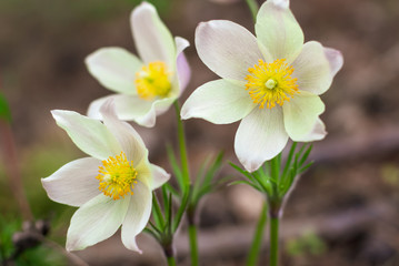 Spring white delicate flowers of Pulsatilla vernalis