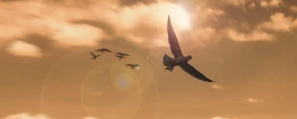 Group of seagulls in flight over the beach sky clouds sunset sun.
