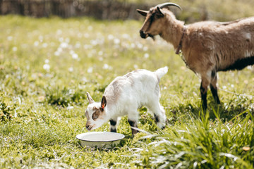 Beautiful summer landscape with a goat 