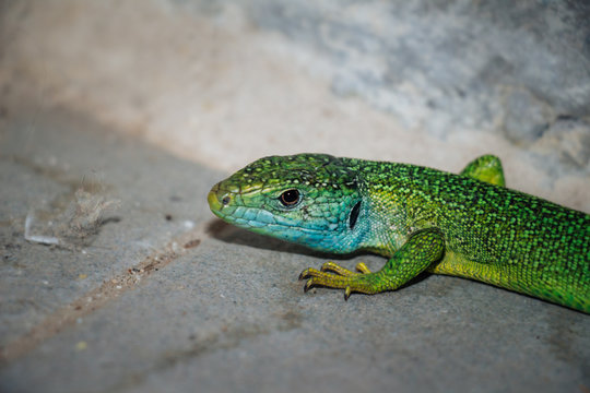 Lizard on the floor