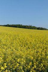 Obraz premium Champs de colza - France
