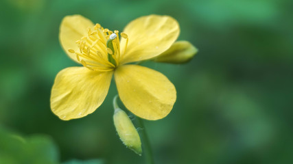 Obraz premium beautiful yellow celandine flower growing in the park