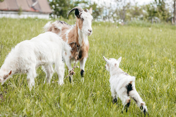 Fototapeta premium Beautiful summer landscape with a goat 