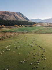 Sheep in green grass field in rural of New Zealand