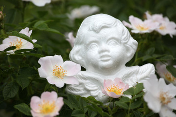 image of angel flower background