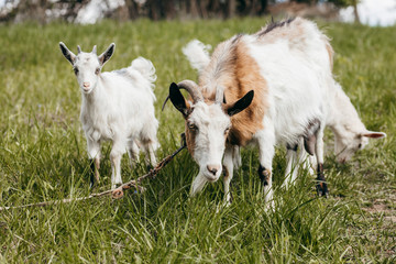 Beautiful summer landscape with a goat 
