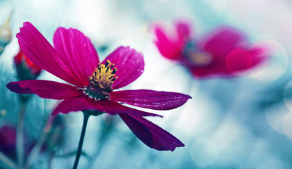 Closeup of pink cosmos flowers. Summer background.