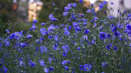 field of blue flowers, selective focus image