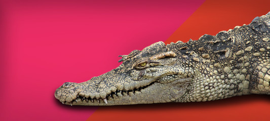 crocodile retile animal on isolated background