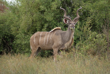 The great Kudu