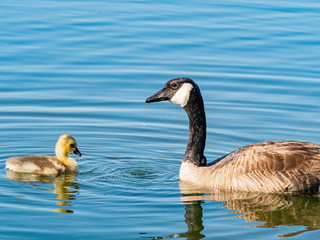 Obraz premium Close up of Canada goose and its child