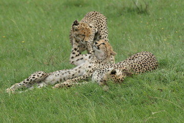 Fototapeta na wymiar cheetah playing with youngsters