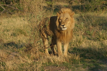 Lion during sunset