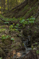 A beautiful green forest with moss and small ravines, post-war trenches