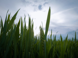 green plants and blue sky