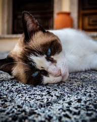 Gato deitado no ch&atilde;o olhando para a c&acirc;mara