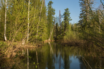 Fototapeta na wymiar Swamp with mud in the birch forest