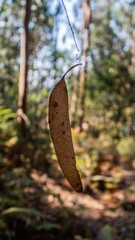 Folha pendurada por um fio na floresta 