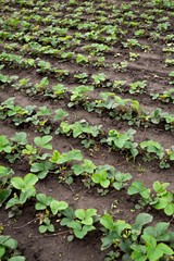 strawberry fruit seedlings in garden