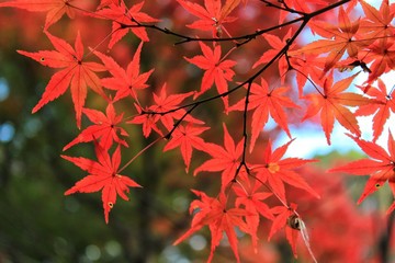 Autumn Season Foliage Scenery 011