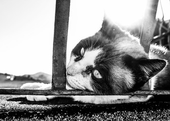 Gato deitado