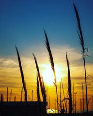 Sombra de plantas no p&ocirc;r-do-sol