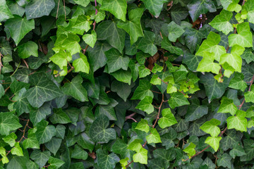 Ivy plant background in a summer sunny afternoon. Full green background.