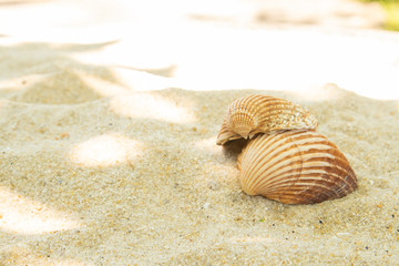 more shells in the sand on the beach, landscape