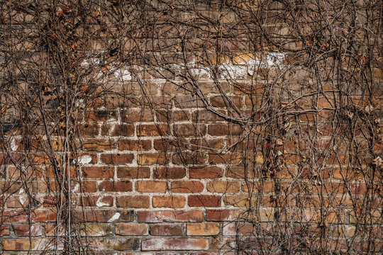 Aged red brick wall of an old factory covered by dry ivy branches - Powered by Adobe