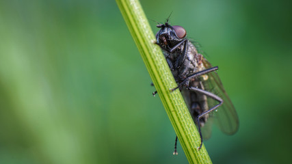 morning, closeup of a fly sitting on a plant