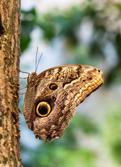 Caligo Eurilochus butterfly on a tree trunk