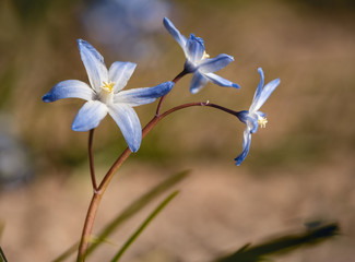 Blue star flowers against blurred background