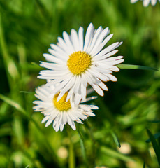 Flower in macro photo