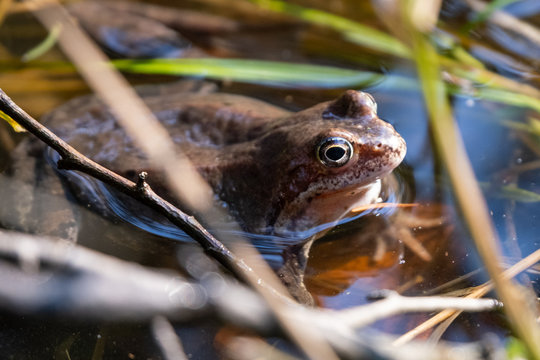 Photo of frog in the water