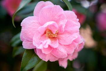 Flower in macro photo