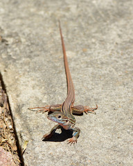 Hello Lizard