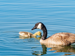 Obraz premium Close up of Canada goose and its child