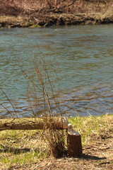 Beaver tree cut in forest in spring