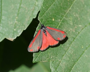 Jakobskrautbär (Tyria jacobaeae)